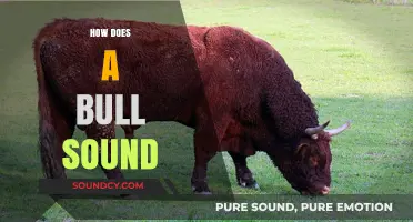 Understanding the Unique Vocalizations: How Does a Bull Sound?