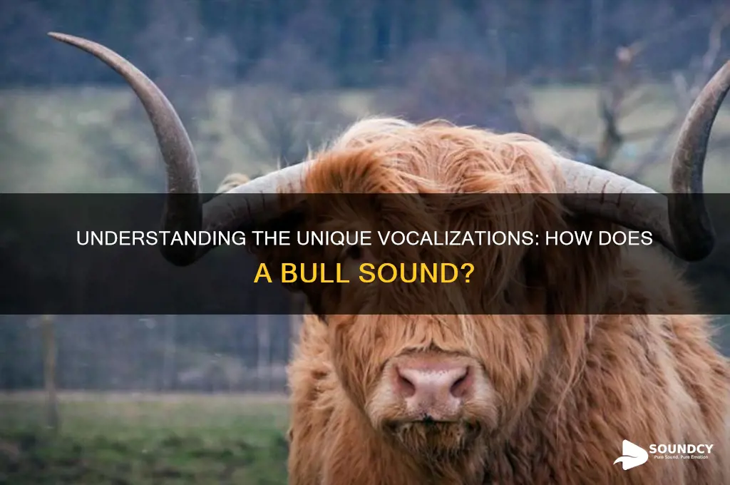 how does a bull sound