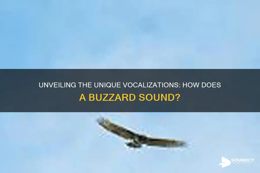 how does a buzzard sound