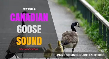 Discover the Unique Honking Calls of Canadian Geese: A Sound Guide