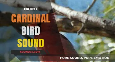 Discover the Unique and Melodious Song of the Cardinal Bird