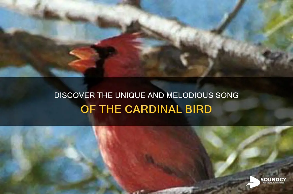 how does a cardinal bird sound