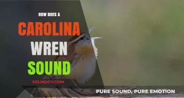 Carolina Wren's Unique Song: A Guide to Its Distinctive Sound