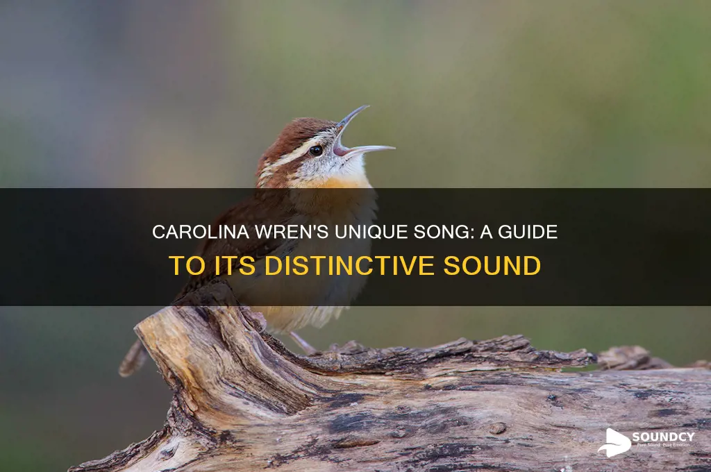 how does a carolina wren sound