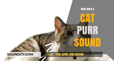 The Science and Mystery Behind a Cat's Soothing Purr Sound