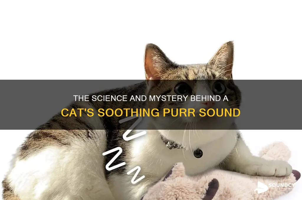 how does a cat purr sound