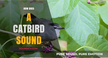 Discover the Unique and Mimicking Sounds of the Catbird