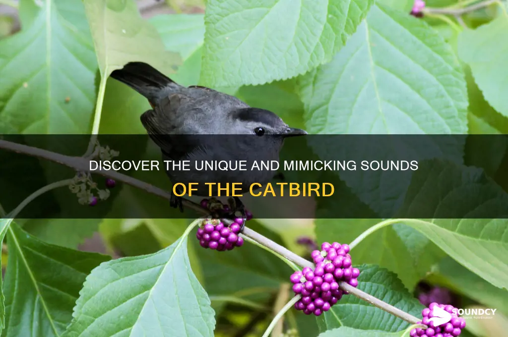 how does a catbird sound