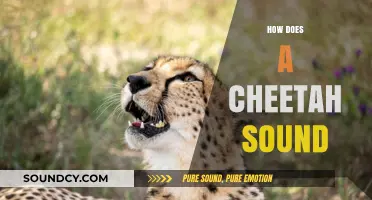 Unveiling the Unique Vocalizations: How Does a Cheetah Sound?