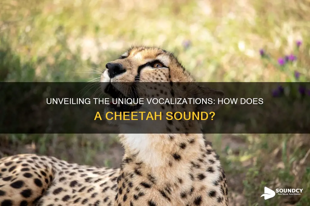 how does a cheetah sound