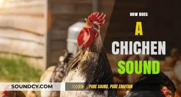 Exploring the Unique Sounds of Chickens: Clucks, Crowing, and More