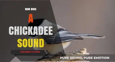 Discover the Unique and Charming Sounds of a Chickadee