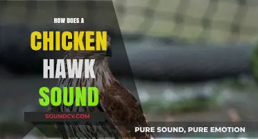 Unveiling the Unique Call of the Chicken Hawk: A Sonic Guide