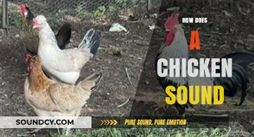 Understanding the Unique Sounds of Chickens: Clucks, Chirps, and More