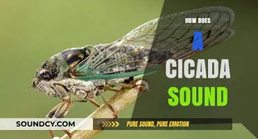 Unveiling the Unique Buzz: Understanding How Cicadas Create Their Signature Sound