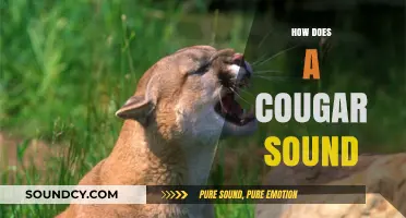 Unveiling the Mysterious Vocalizations of Cougars: What Sounds Do They Make?
