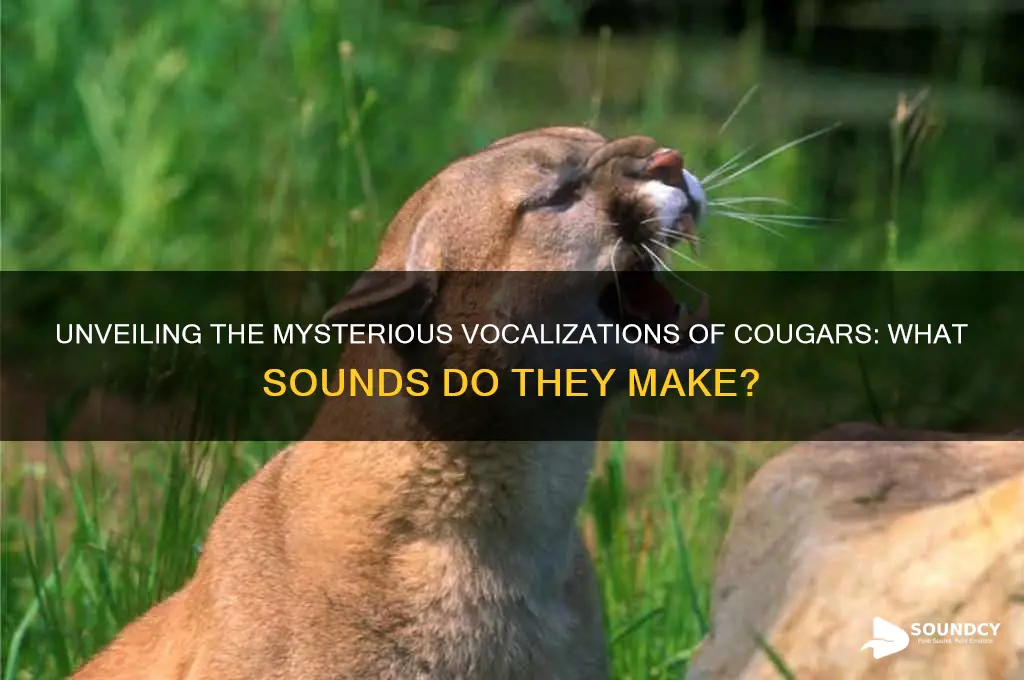 how does a cougar sound
