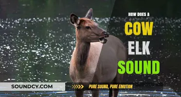 Unveiling the Unique Vocalizations of Cow Elk: Sounds and Communication
