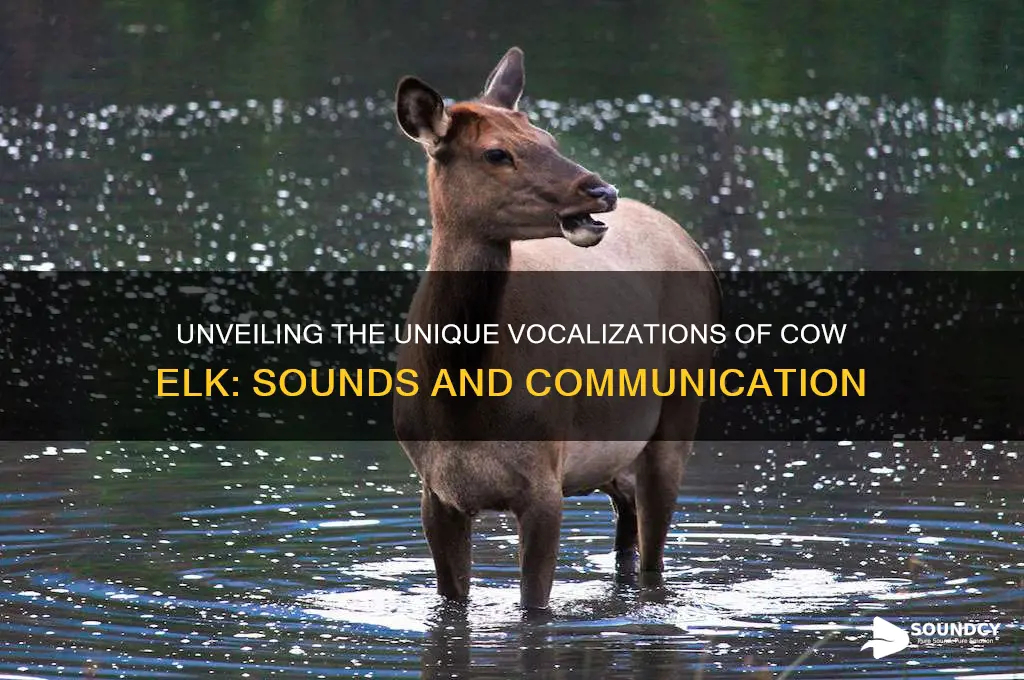 how does a cow elk sound