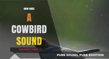 Unveiling the Unique Calls and Songs of the Mysterious Cowbird