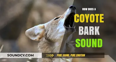 Unveiling the Unique Sound: How Does a Coyote Bark Differ?