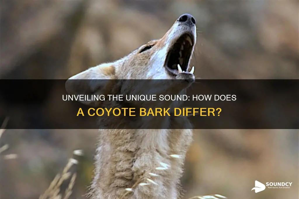 how does a coyote bark sound