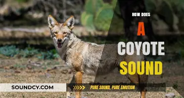 Unveiling the Mysterious Howls and Calls of Coyotes in the Wild