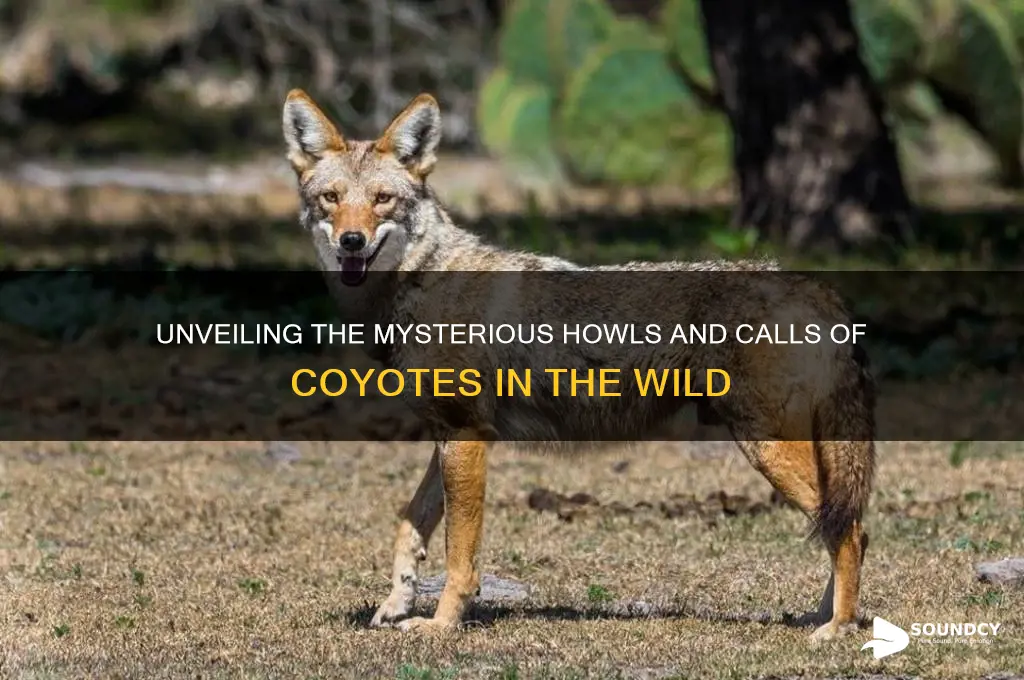 how does a coyote sound