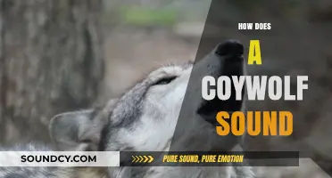 Unveiling the Unique Howls: What Does a Coywolf Sound Like?