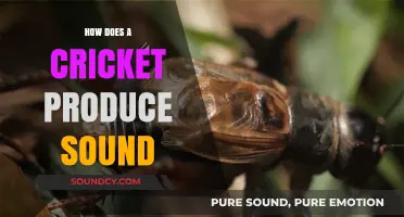 Unveiling the Science Behind Cricket Chirps: How They Create Sound
