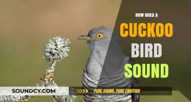 Discover the Unique Cuckoo Bird's Distinctive Call and Sound