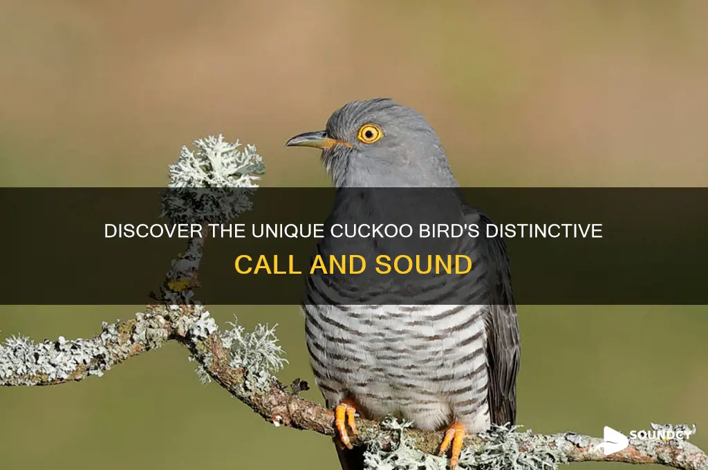 how does a cuckoo bird sound