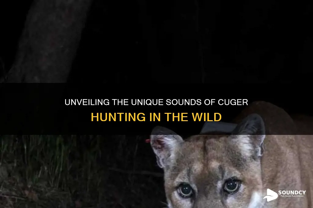 how does a cuger sound hunting