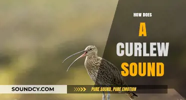 Discover the Unique and Haunting Call of the Curlew Bird