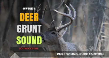 Understanding the Unique Sound of a Deer Grunt: A Comprehensive Guide