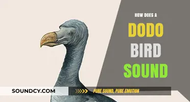 Unveiling the Lost Melody: What Did the Dodo Bird Sound Like?
