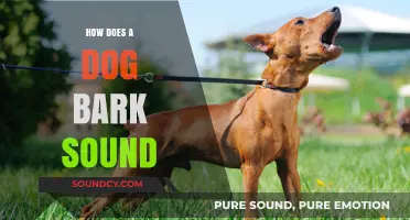 Understanding the Unique Sound of a Dog's Bark: A Comprehensive Guide