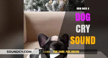 Understanding the Emotional Sounds: What Does a Dog's Cry Really Mean?
