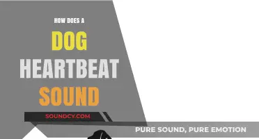 Understanding the Unique Rhythm: What a Dog's Heartbeat Sounds Like