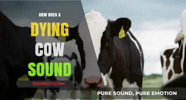 The Haunting Sounds of a Dying Cow: Understanding Their Final Cries