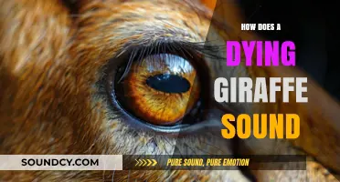 The Haunting Cry: Unveiling a Dying Giraffe's Final Sounds