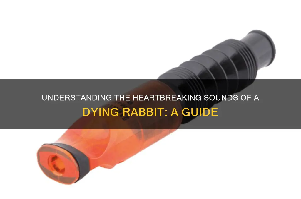how does a dying rabbit sound