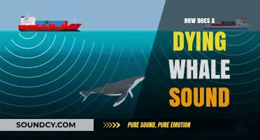 The Haunting Cries of a Dying Whale: Unveiling the Sounds of a Species in Distress