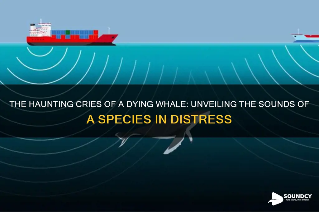 how does a dying whale sound