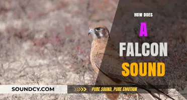 Exploring the Unique and Powerful Vocalizations of Falcons in the Wild