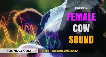 Understanding the Unique Vocalizations of Female Cows: Sounds and Meanings