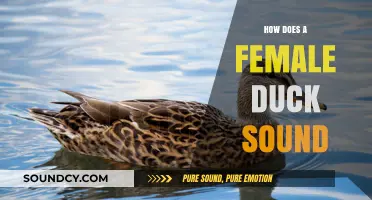 Understanding the Unique Quacking Sounds of Female Ducks