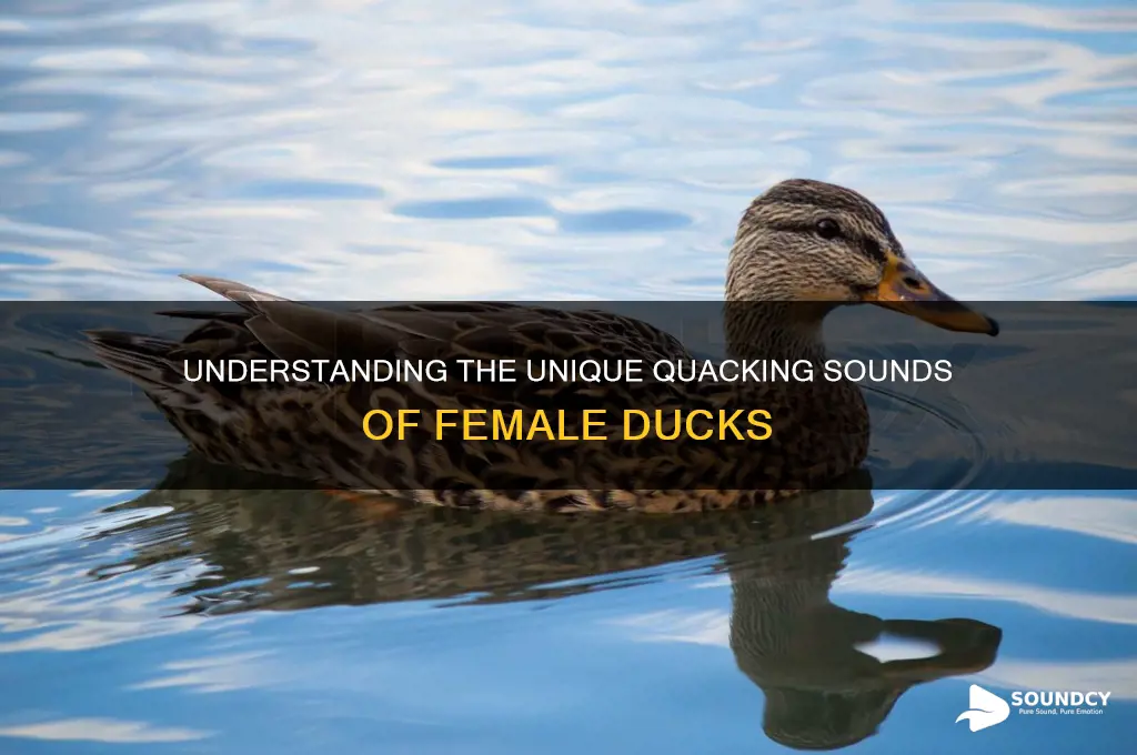 how does a female duck sound