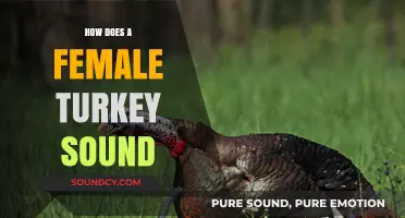 Discovering the Unique Vocalizations of Female Turkeys: Sounds and Meanings
