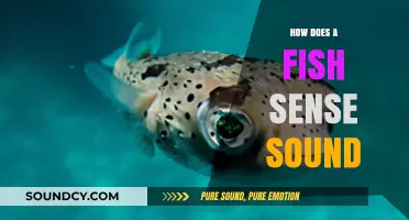 How Fish Detect Sound: Unveiling Their Unique Auditory Abilities